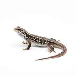 Eastern fence lizard