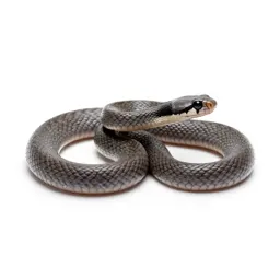 Eastern ground snake