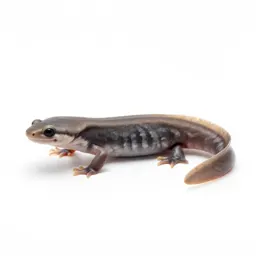 Eft