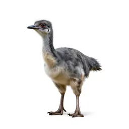 Ornithomimid