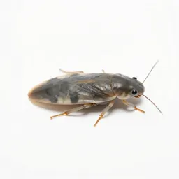 Backswimmer