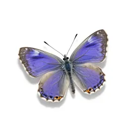 Banded purple