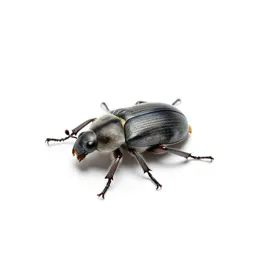 Bark beetle