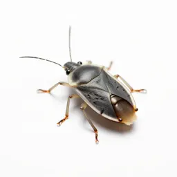 Bedbug