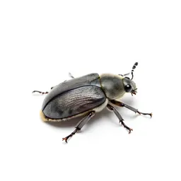 Bee beetle