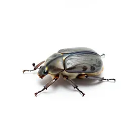 Beetle