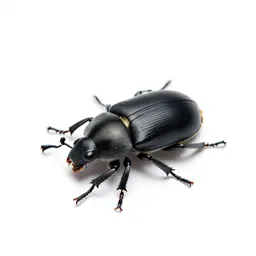 Black carpet beetle