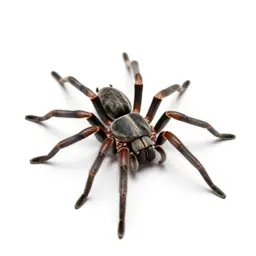 Black widow