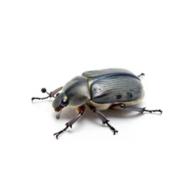 Blister beetle