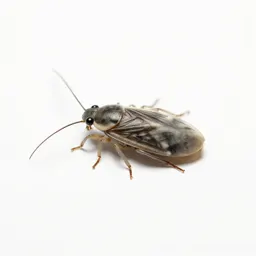 Body louse