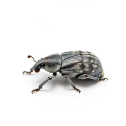 Boll weevil