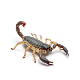 Book scorpion