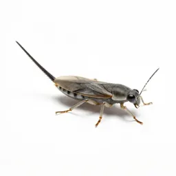 Bristletail