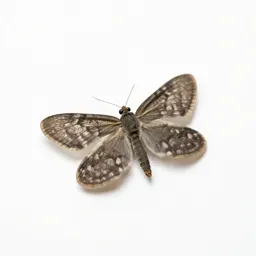 Brown lacewing