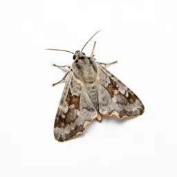 Browntail