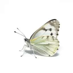 Cabbage butterfly