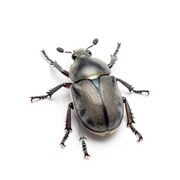 Calosoma