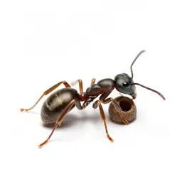 Carpenter ant