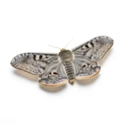 Carpet moth