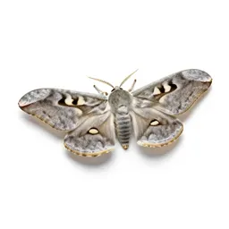 Cecropia