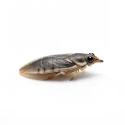 Chicken louse