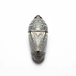Chrysalis