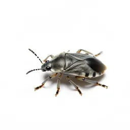 Citrophilous mealybug