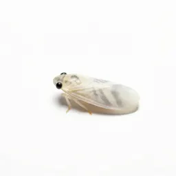Citrus whitefly