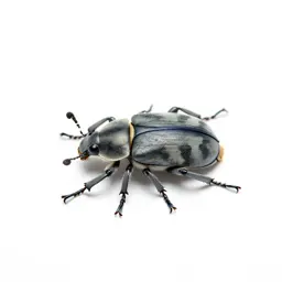 Clerid beetle