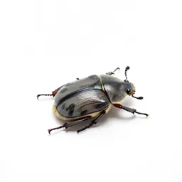 Click beetle