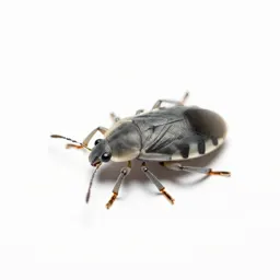 Coccid insect
