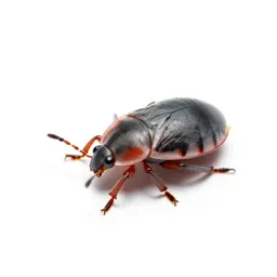 Cochineal insect