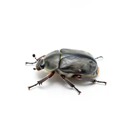 Cockchafer
