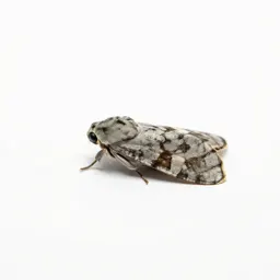 Codling moth