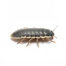 Collembolan