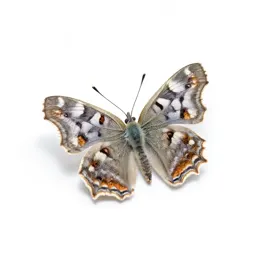 Comma