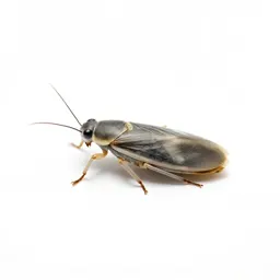 Common booklouse