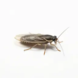 Common louse
