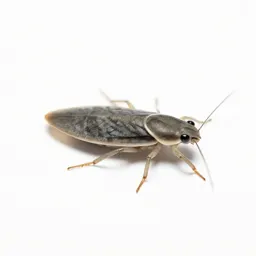 Common pond-skater