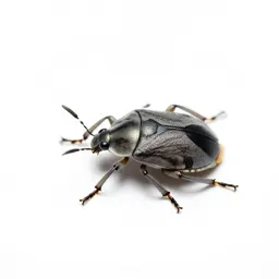 Coreid bug