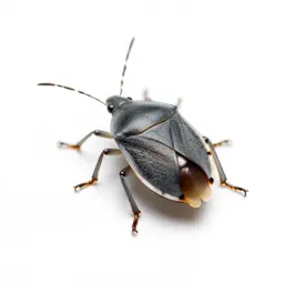 Cotton stainer