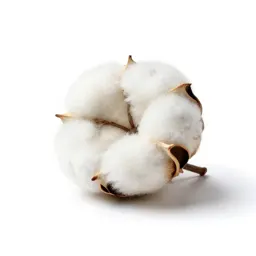 Cotton strain