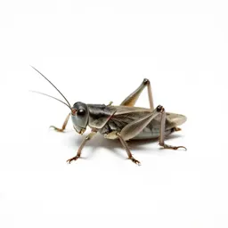 Cricket