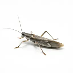 Diapheromera