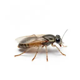 Dog flea