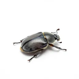 Dorbeetle