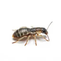 Dry-wood termite