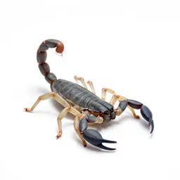 False scorpion