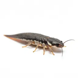 Firebrat