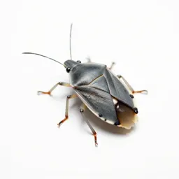 Firebug